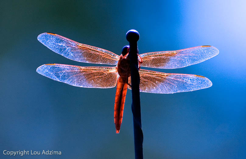 Jamul_2Dragon_Fly_2005_08_17_L_128